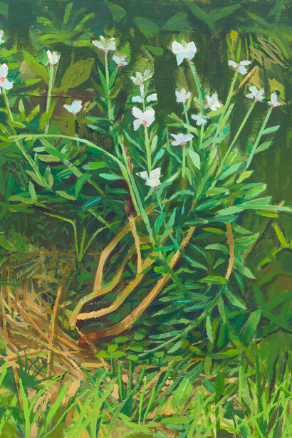 Mathieu Cherkit, Gaura lindheimeri, 2024. Courtesy of Miles McEnery Gallery