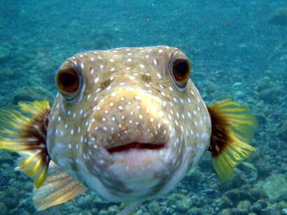 Puffer fish close up