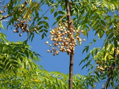 Cinammomo gigante, pianta originaria dal Ceylon, la attuale Sri Lanka.
