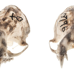 Mammalogy. Courtesy of Royal BC Museum