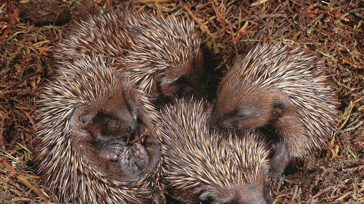 Il dilemma dei porcospini