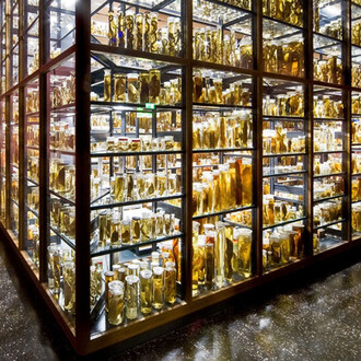 The Wet Collections. Courtesy of Museum für Naturkunde