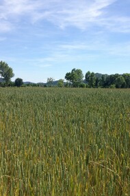 Campo di farro in coltura biologica