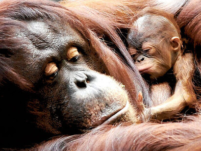 Orangotango abbracciata al suo cucciolo 