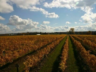 Vineyard