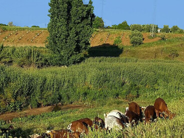En el campo será la temporada, donde se comprueba si el riego deficitario controlado y la sensorización sostienen la producción. Una granja ecológica en Jaén, España
