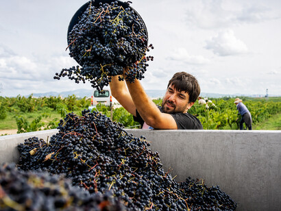 Harvested red grapes are loaded onto a tractor by a young vineyard worker during the busy harvest season