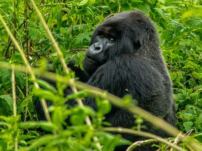 In good conditions, a gorilla can live up to thirty years of age