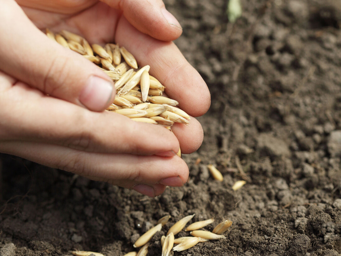 Monza, Festival degli Orti