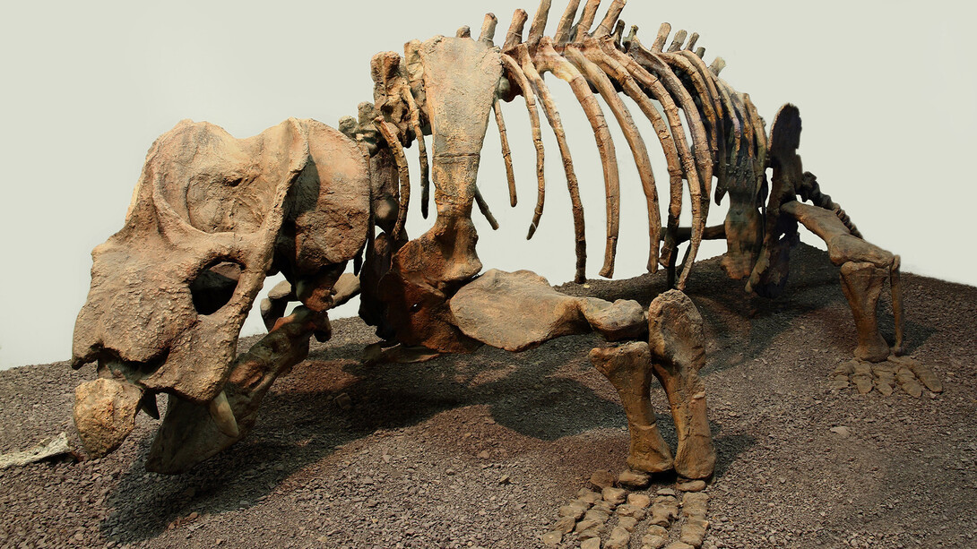 Palaeontology, exhibition view. Courtesy of National Museum Bloemfontein
