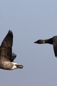 Brent Goose in flight © Gehan de Silva Wijeyeratne