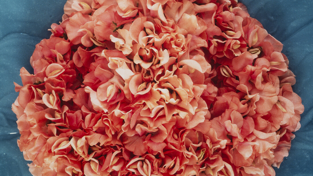 Helen Chadwick, Wreath to Pleasure No 5, 1992 - 1993, Cibachrome print on aluminium faced MDF in a glazed powder
coated steel frame, 110 (diameter) x 5 cm, Copyright The Estate of Helen Chadwick, Courtesy Richard Saltoun
Gallery
