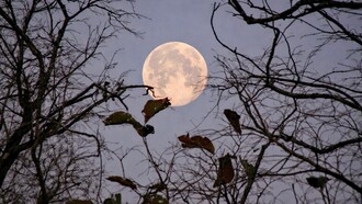 Full moon shining through bare tree branches at twilight in Chitrod, Gujarat, India