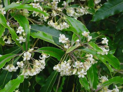 Fiori e pianta di Mirro