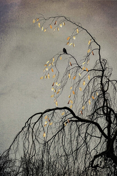 Shamani Surendran, The last bird song #1, 2025. Courtesy of Albumen Gallery