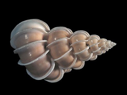 Epitonium scalare, Conchiglie (5 Continents Editions), photo Paul Starosta