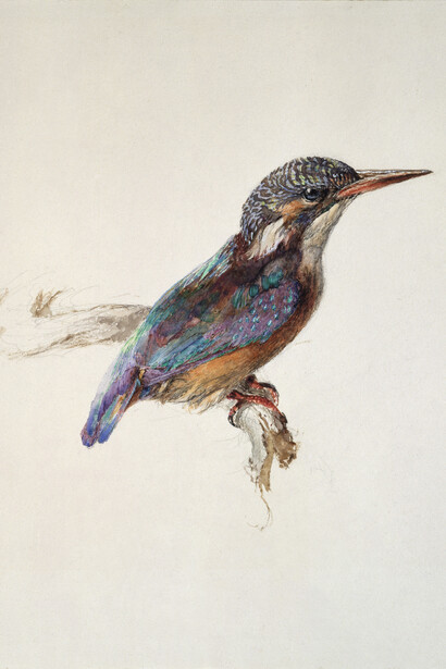 John Ruskin, Study of a Kingfisher, with Dominant Reference to Colour, probably 1871, Watercolour and bodycolour over graphite on wove paper; 25.8 x 21.8 cm, The Ashmolean Museum, Oxford. Presented by John Ruskin to the Ruskin Drawing School (University of Oxford), 1875
