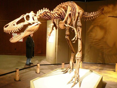 Esemplare di piccolo tirannosauroide (Nanotyrannus lethaeus)