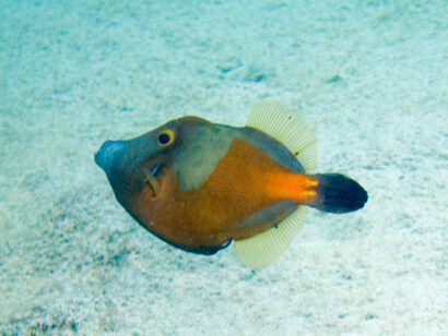 'Cantherhines macrocerus'