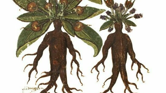 Codex Neapolitanus, Mandragora con tracciato.