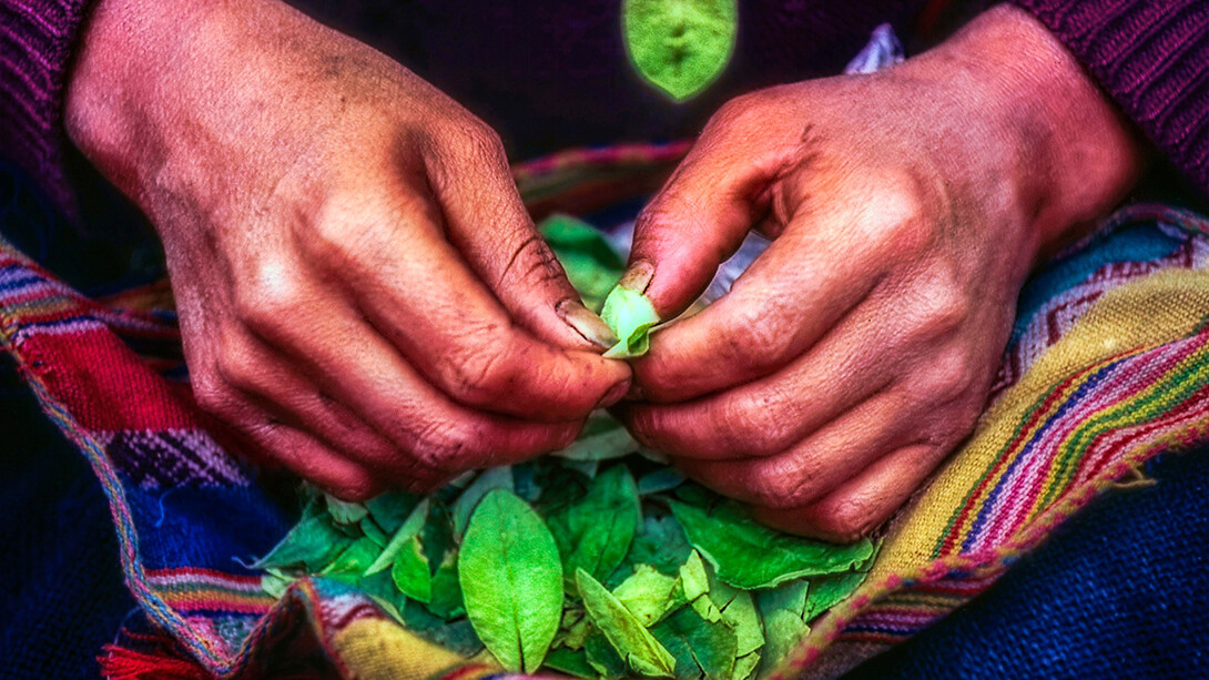 Popolazione Qero, le sacre foglie di Coca, foto Sergio Pessolano