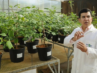 Material vegetal produzido em unidade de pesquisa da Embrapa. Novas variedades são testadas antes de serem disponibilizadas aos produtores
