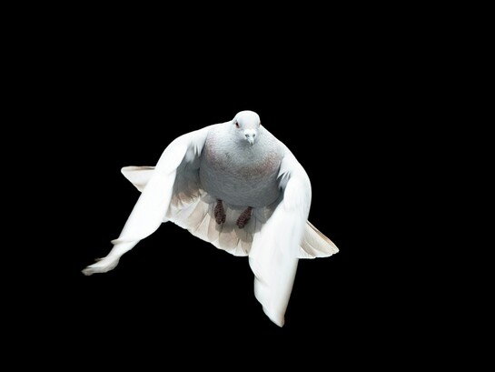 A dove, the oldest symbol of peace. Sachs proposes a settlement that would permanently end hostilities between Russia and Ukraine, rather than a temporary ceasefire