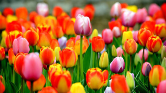 Un giardino di tulipani