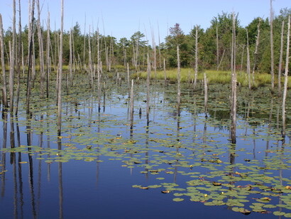 Wetlands provide us with fresh water