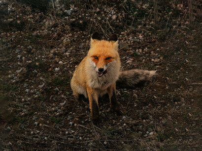 En una de esas pausas, algo se movió entre los arbustos. Era un zorro, pequeño y astuto