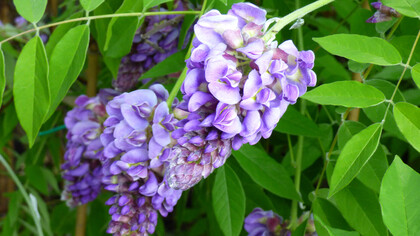 Milletia japonica, rampicante 