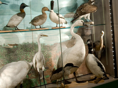 A Bird’s World. Courtesy of Museum of Science 