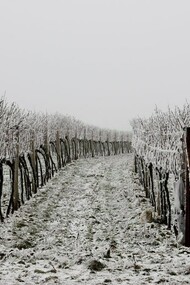 Vigne Eiswein