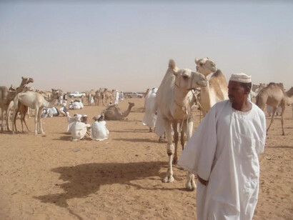 Omdurman, camel market, Khartum, Sudan