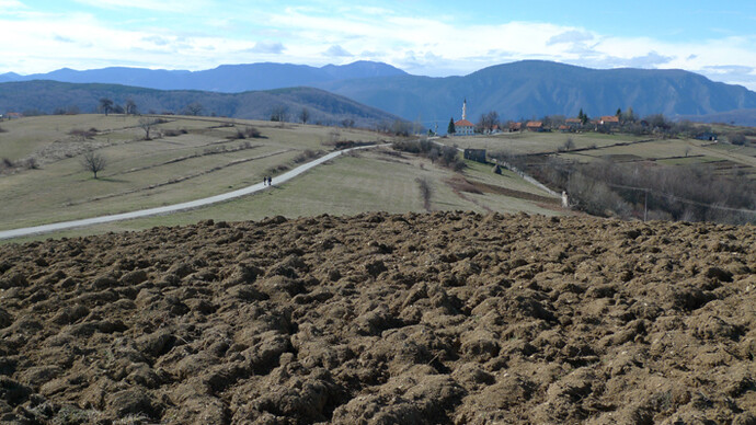 Campi di grano saraceno