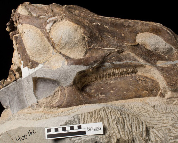 Fossils in Focus. Courtesy of Royal Tyrrell Museum