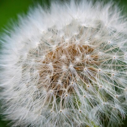Secondo Elaine Aron, l’alta sensibilità non è un difetto, ma un tratto temperamentale innato presente in circa il 15–20% della popolazione