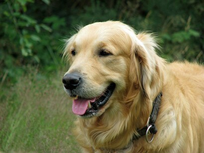 Un bellissimo Golden Retriever
