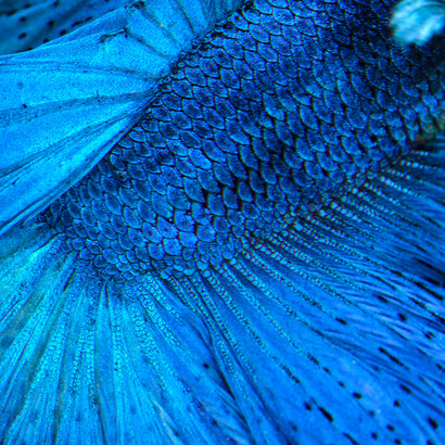 Brunella Costa, Immersion 2, part of a triptych