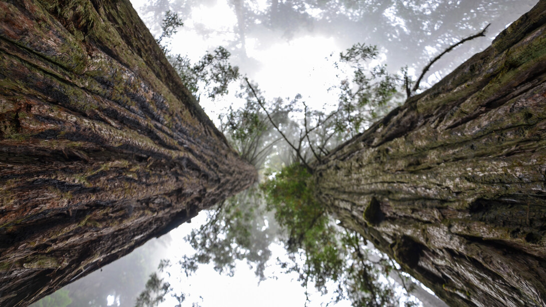 Two giant redwood trees in California, USA