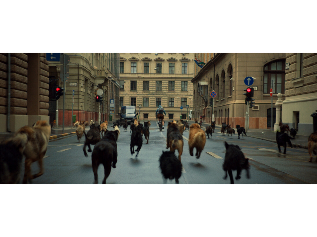 White God. 2014. Hungary. Directed by Kornél Mundruczó. Image courtesy of Magnolia Pictures.
