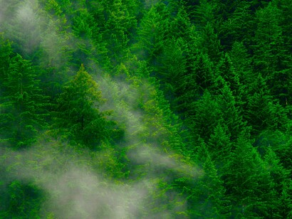 Que el bosque no te impida ver los árboles