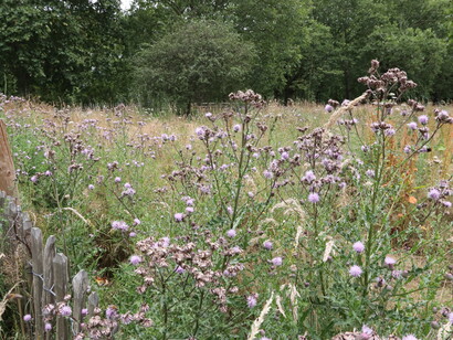 Wild patches in London's Green Park provides habitat for a wide variety of plants and animals © Gehan de Silva Wijeyeratne