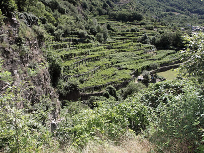 Piemonte's vineyards