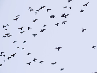 Bandada surca el cielo.No hay preguntas en esos santiamenes evanescentes de unión, solo un continuo de ser