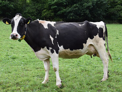 In April, air temperature allows cows and goats to graze on flowers and herbs