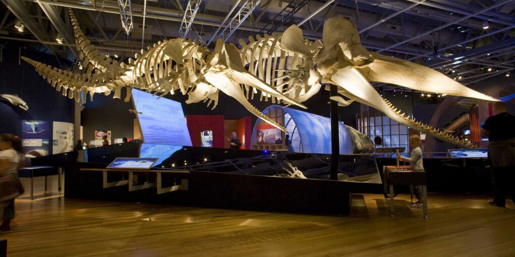 Whales: Giants of the Deep, Exhibition view. Courtesy of Witte Museum 