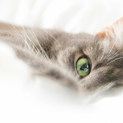 O crescimento é o fim último de todo ser vivo de passagem por este planeta