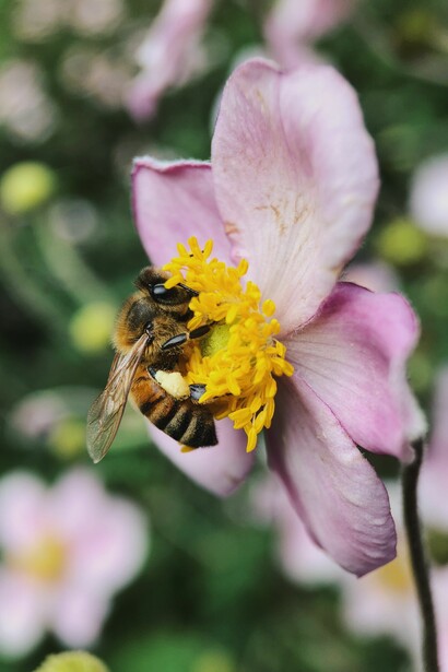 L'estrazione del polline
