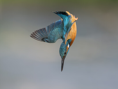 Un martin pescatore in azione